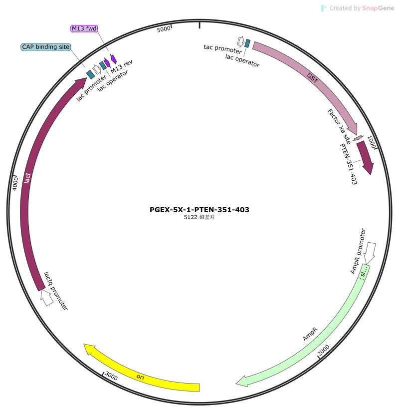 PGEX-5X-1-PTEN-351-403